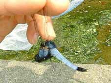 �I�I�V�I�J���g���{(�I�X�j