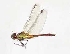 �}���^�e�A�J�l�@�I�X