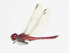 �i�c�A�J�l�@�I�X