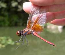 �l�L�g���{�@�I�X