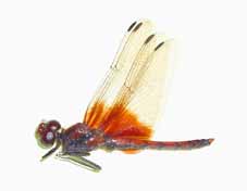 �l�L�g���{�@�I�X