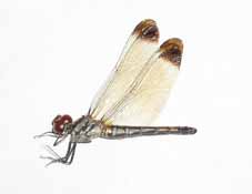 ���X�A�J�l�@���X