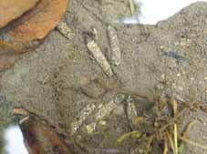 �c���̎������̒��ɐ������鐅���̃z�^���g�r�P��