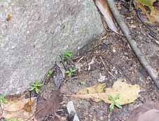 �����̃��}�g�r�C���g�r�P���̗c�����D�ޏꏊ