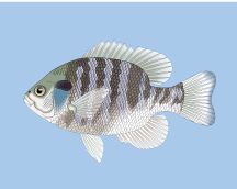 �u���[�M��