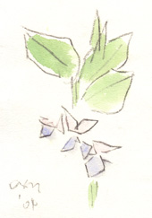 �\���}���̉�