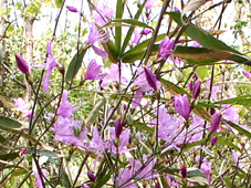 �R�o�m�~�c�o�c�c�W