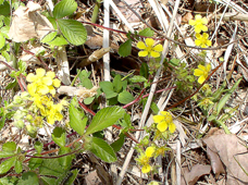 �L�W���V��