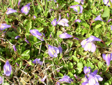 �����T�L�T�M�S�P