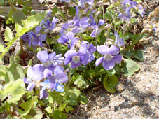 �j�I�C�^�`�c�{�X�~��