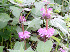 �I�h���R�\�E