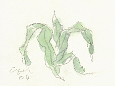 若いトウモロコシ