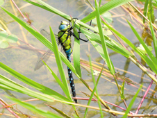 �N���X�W�M�������}