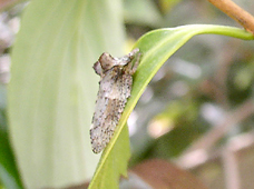 �c�m�[�~�̒���