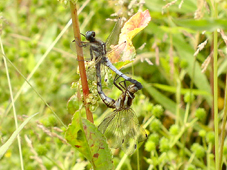 �V�I�J���g���{�̌��