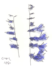 ���h�Z�C�W