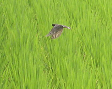 ��̊Ԃ��g���{�̂悤�Ƀz�o�����O���A�H�΂����ĕ��𑗂�g���{�����ǂ����Ă���c�o��