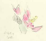 �t���E�i�ԉԁj