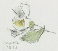 �t���E�i���ԁj