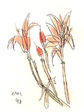 �L�c�l�m�J�~�\��