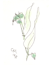 �W���Y�_�}