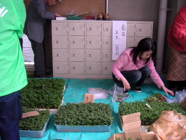 菊の苗も用意しました