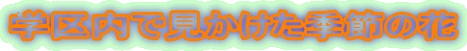 学区内で見かけた季節の花