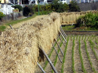 �c��ڂ̃n�[�|��