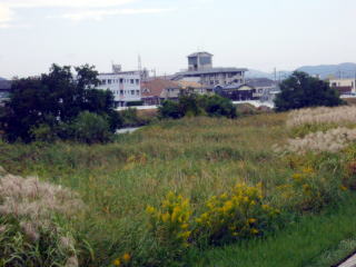 �X�X�L�̉͐�~