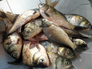 �����ɔ������ꂽ��