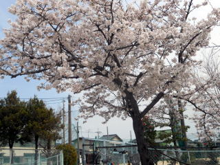 ���N�������ɍ炫�܂���