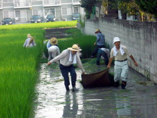 茣蓙そり