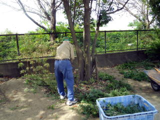 中学校の草むしり