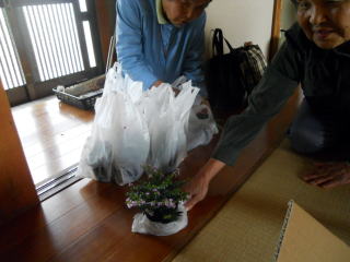 花のポット苗