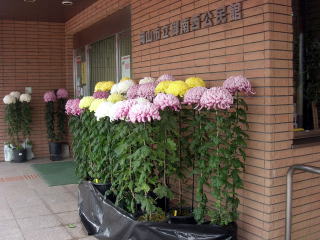 菊