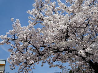 桜