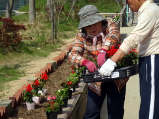 花の苗