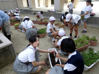 プランターの花の植え替え