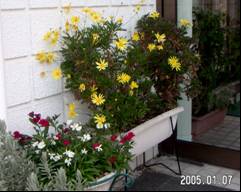 �}�[�K���b�g�R�X���X