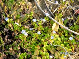 �I�I�C�k�t�O��