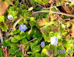 �I�I�C�k�t�O��