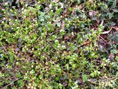 �R�n�R�x�i���́F�n�R�x�A�q���R�O�T�j