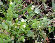 �R�n�R�x�i���́F�n�R�x�A�q���R�O�T�j