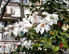 �R�u�V�i�h�΁E���Ԃ��j