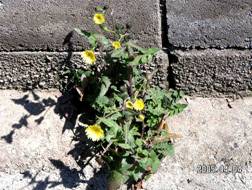 �m�Q�V�i�ʖ��F�P�V�A�U�~�j