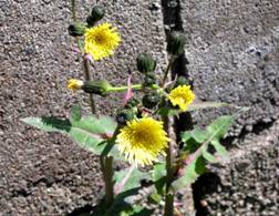 �m�Q�V�i�ʖ��F�P�V�A�U�~�j