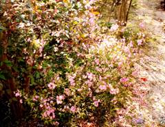 �j���E���i��~�j�i�ʖ��F���~�E�����߁j