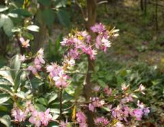 �j���E���i��~�j�i�ʖ��F���~�E�����߁j