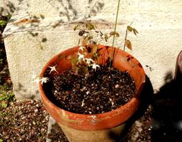 �C�J���\�E�i�d���܂��́A�����j