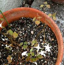 �C�J���\�E�i�d���܂��́A�����j